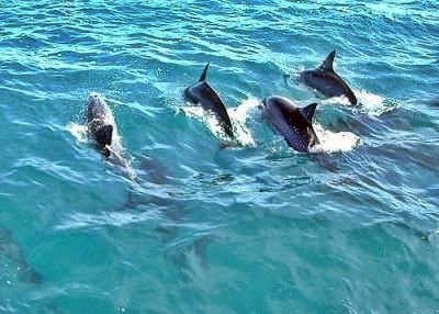 Dolphin & Whale Safari Cruise
