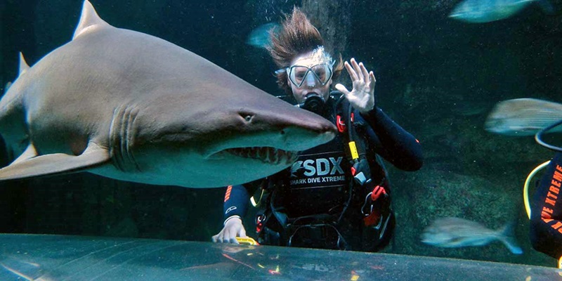 Shark Experiences, www.kellytarltons.co.nz