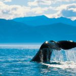 Whale Tail, Kaikoura, Photo Credit: Chris McLennan
